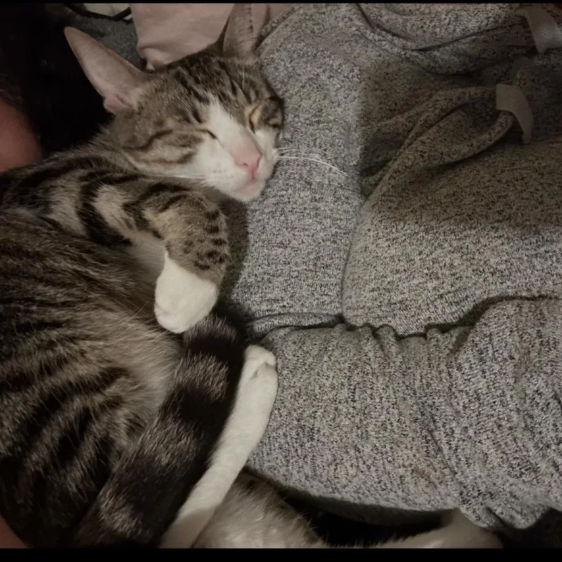 A young small-sized male Brown / Chocolate Domestic Short Hair cat named Cosmo for adoption in Long Beach, CA