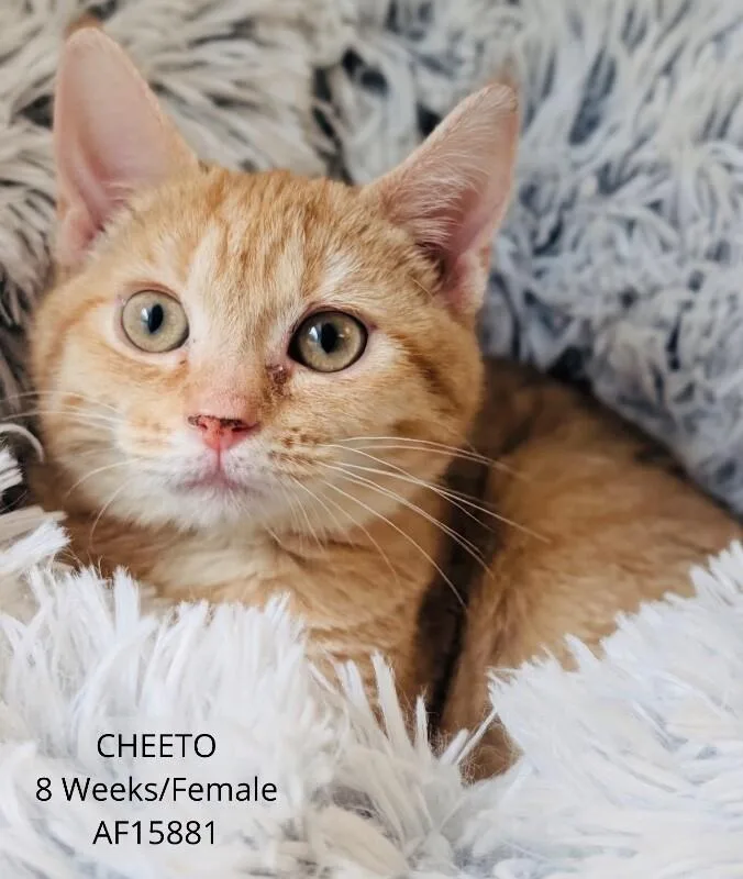 Cheeto