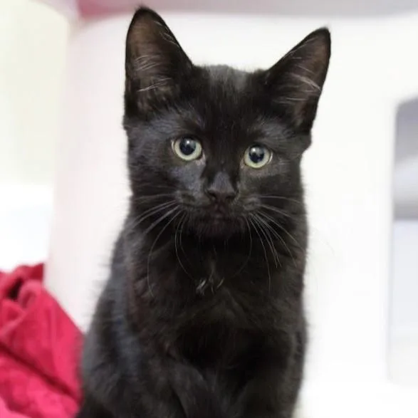 An adult medium-sized female Black Domestic Short Hair cat named Jazz for adoption in Hawley, PA