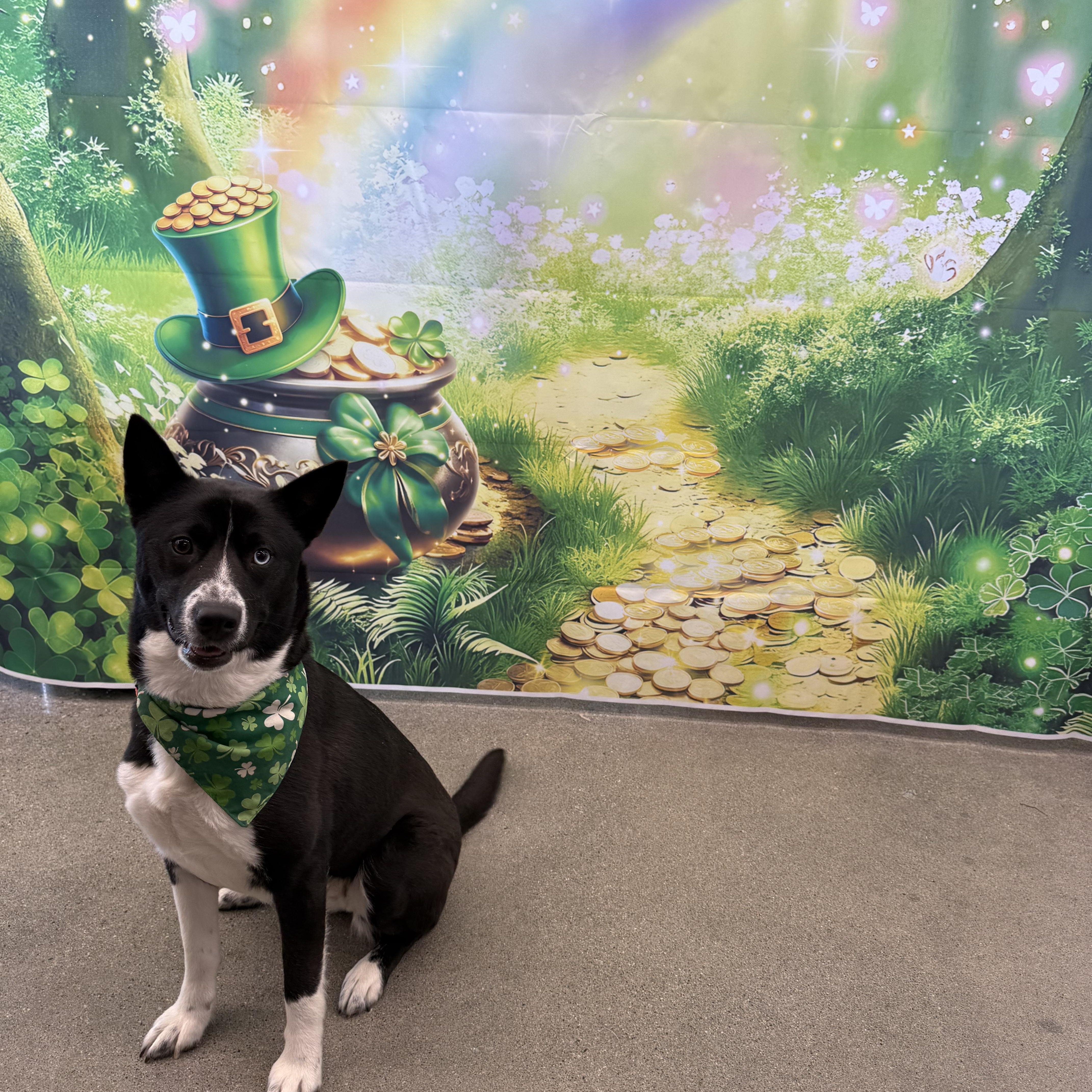 Ski Blue thumbnail 3