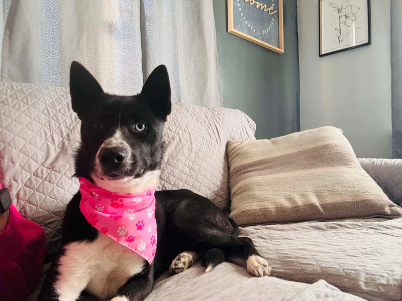 Ski Blue thumbnail 4