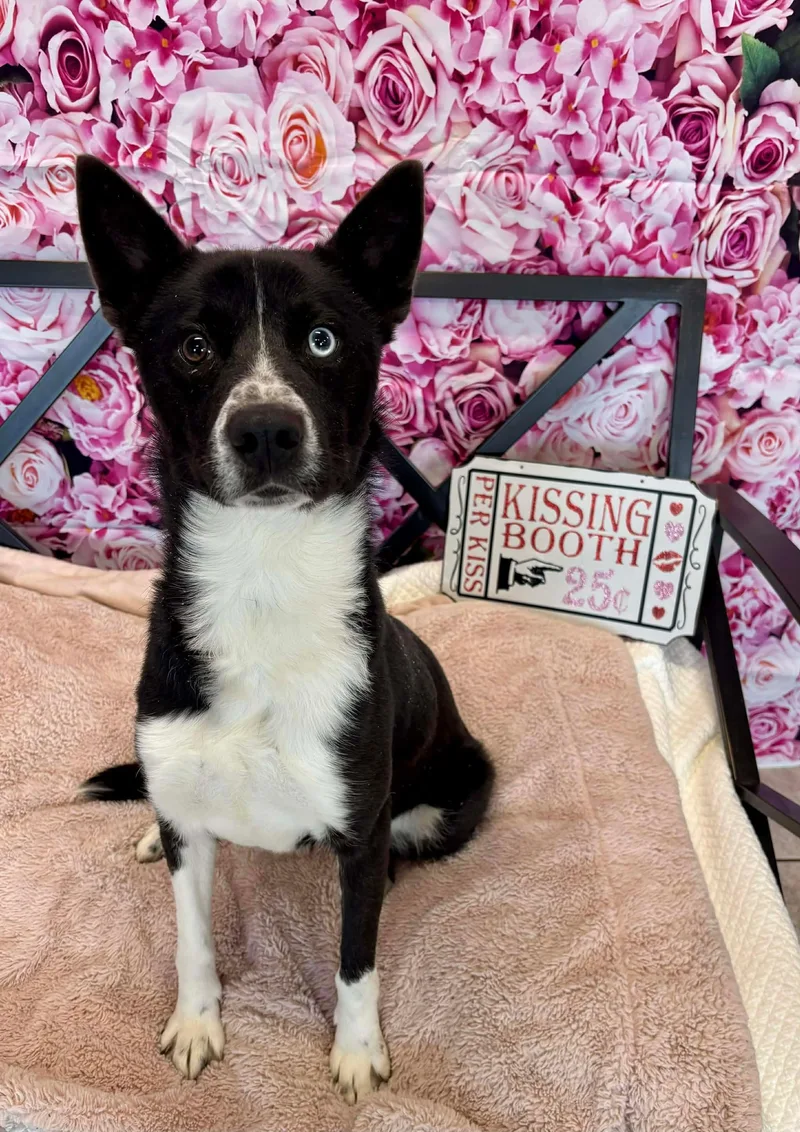 Ski Blue thumbnail 6