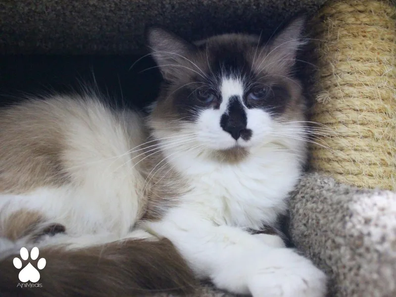 Siggi thumbnail 2