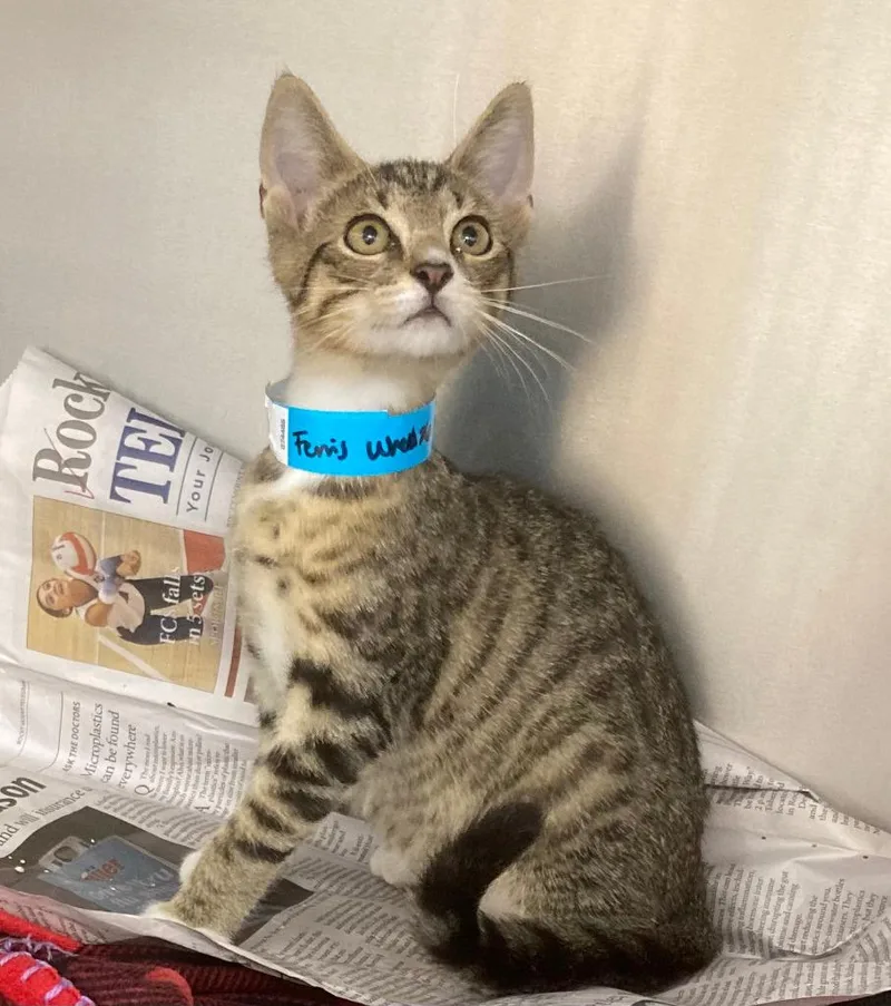A baby medium-sized male Domestic Short Hair cat named Ferris Wheel for adoption in Youngsville, NC