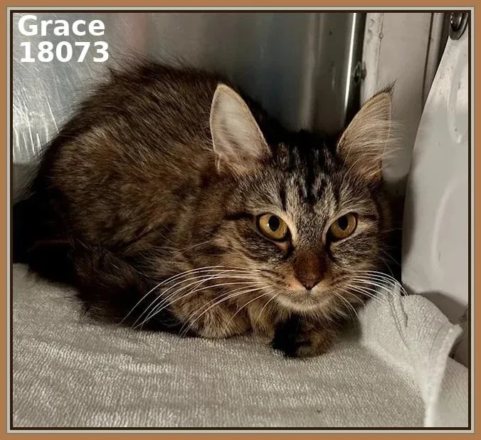A baby medium-sized female Tabby (Brown / Chocolate) Domestic Medium Hair cat named Grace for adoption in Marietta, GA
