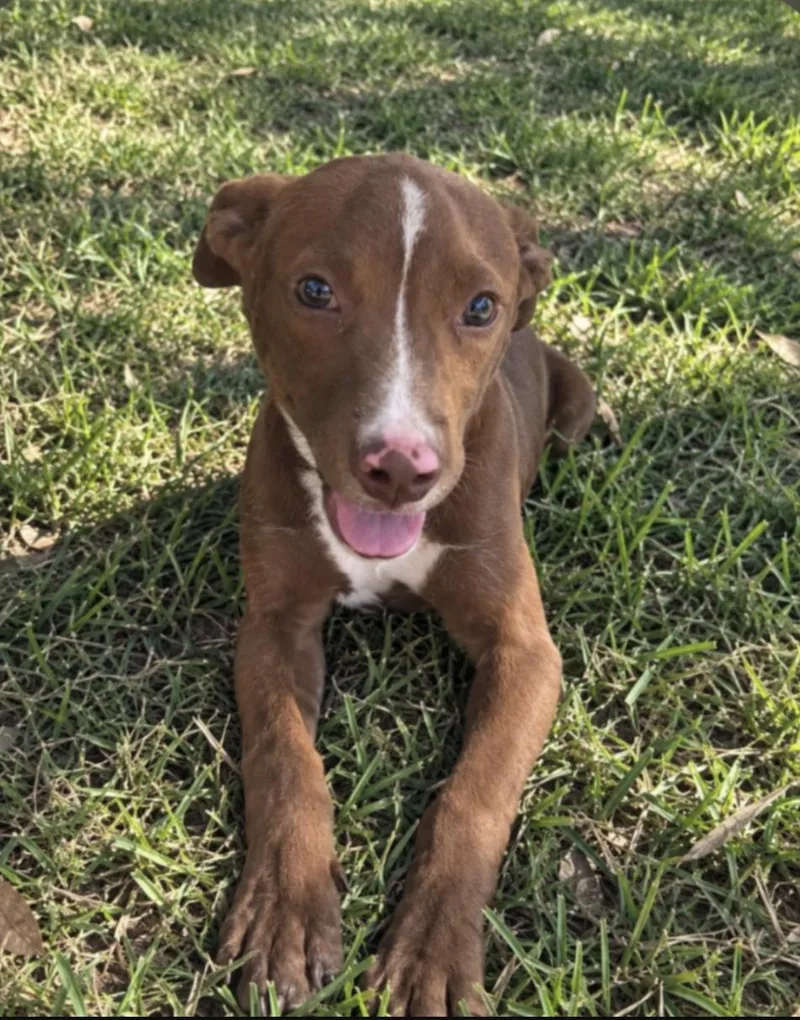A baby medium-sized male Labrador Retriever dog named Teeter for adoption in Raymond, MS
