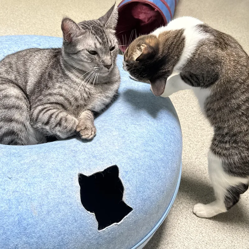 Sweet Pea thumbnail 3