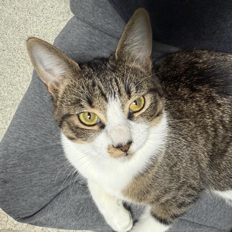 Sweet Pea thumbnail 4