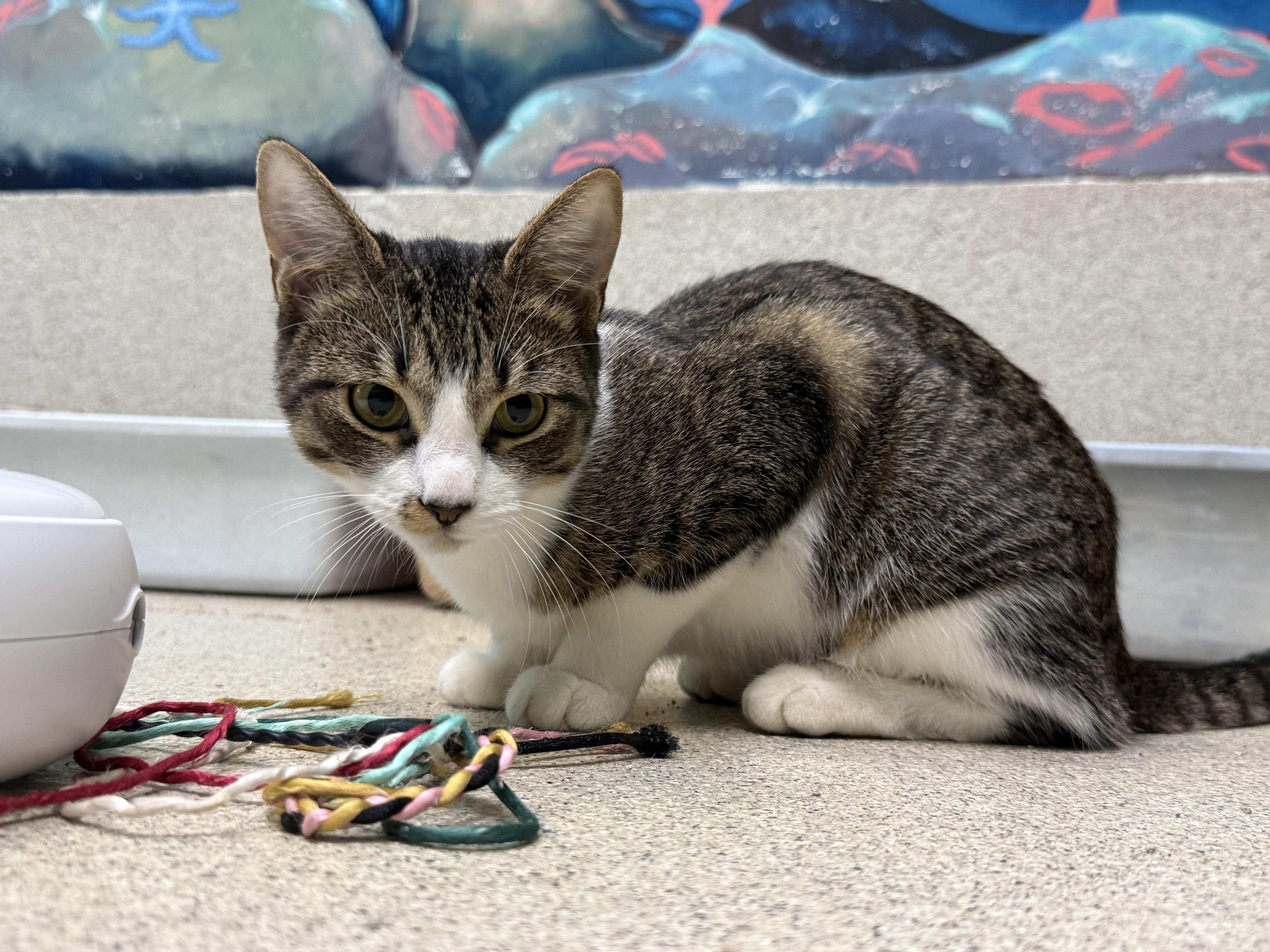 Sweet Pea thumbnail 5