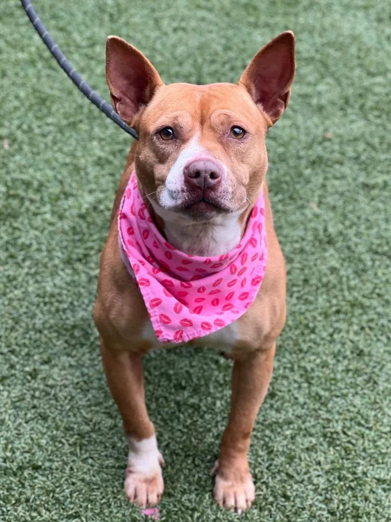 Showgirl thumbnail 3