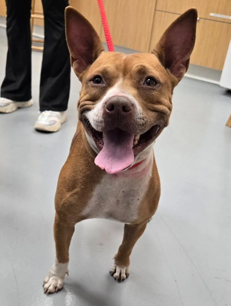 Showgirl thumbnail 6