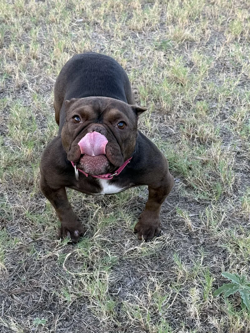 An adult medium-sized female English Bulldog dog named Truffle for adoption in Mesa, AZ