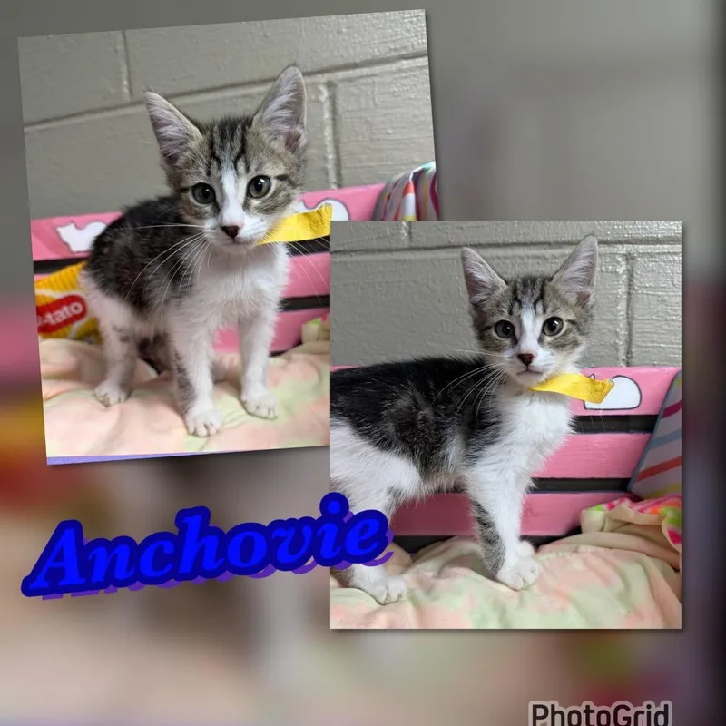A baby large-sized male Domestic Short Hair cat named Anchovie for adoption in Blountville, TN