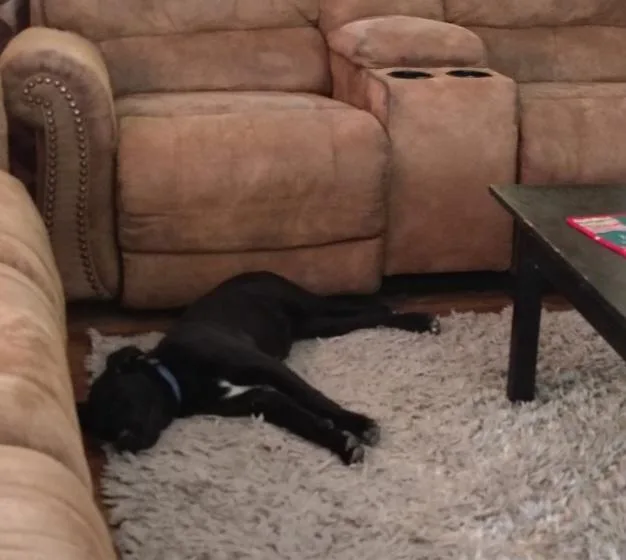 A baby medium-sized female Black Labrador Retriever dog named Layla for adoption in Houston, TX