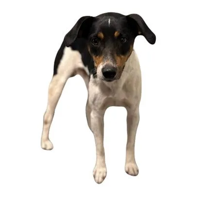 An adult small-sized male Rat Terrier dog named Burt for adoption in Red Bluff, CA