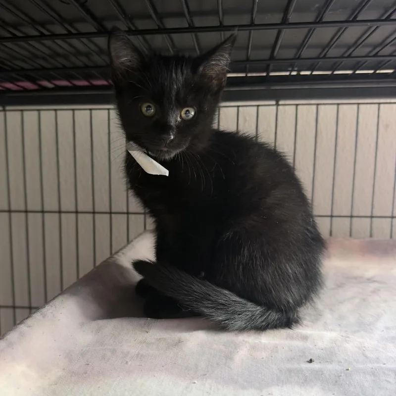 A baby small-sized female Black Domestic Short Hair cat named Joanne for adoption in Birmingham, AL