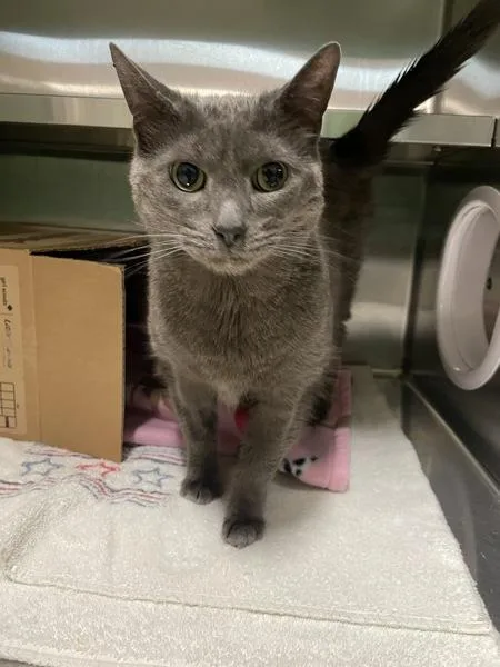 A senior small-sized female Domestic Short Hair cat named Michone Aka Makani for adoption in Pontiac, MI