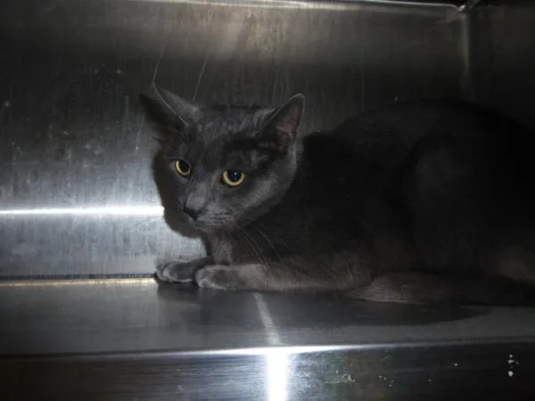 Michone Aka Makani thumbnail 2