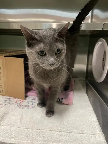 Michone Aka Makani thumbnail 3