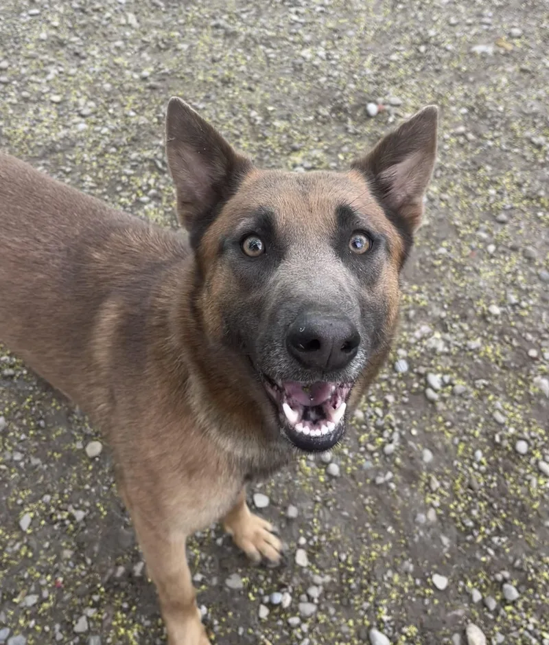 A young medium-sized female Belgian Shepherd / Malinois dog named Foxy for adoption in Buffalo, NY