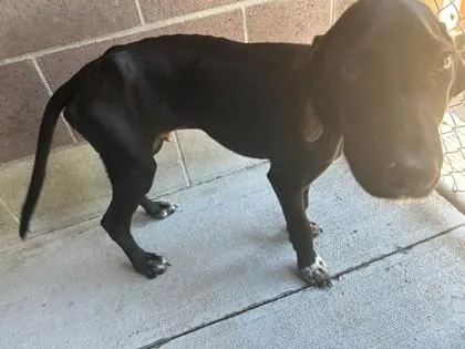 A baby small-sized male Pointer dog named Fisher for adoption in Savannah, GA