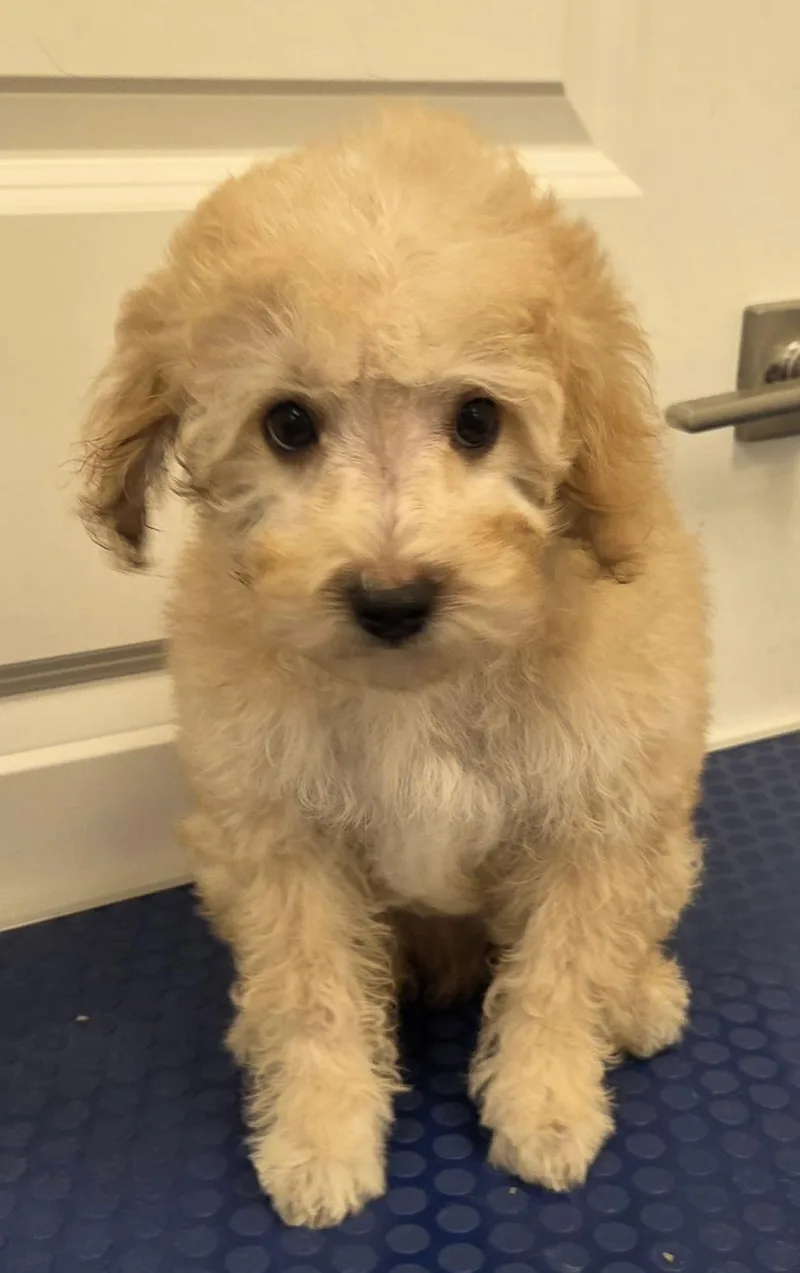 A baby small-sized male Maltese dog named Truman for adoption in Overland Park, KS