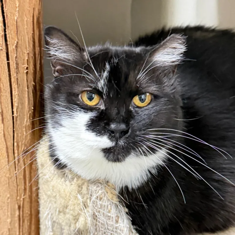 An adult medium-sized female Domestic Medium Hair cat named Rose for adoption in Battle Creek, MI
