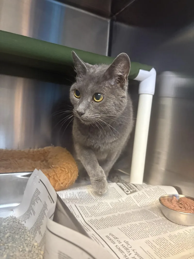 A senior medium-sized female Domestic Short Hair cat named "Meowmeow" for adoption in Leavenworth, KS