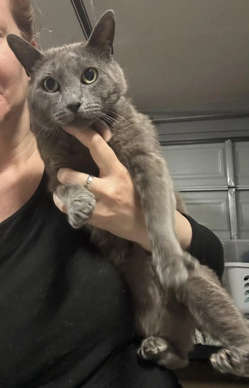An adult small-sized male Gray / Blue / Silver Domestic Short Hair cat named Phoenix for adoption in Walnut Creek, CA