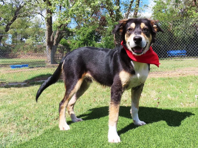 A baby medium-sized male Australian Shepherd dog named Quest C for adoption in Rogers, AR