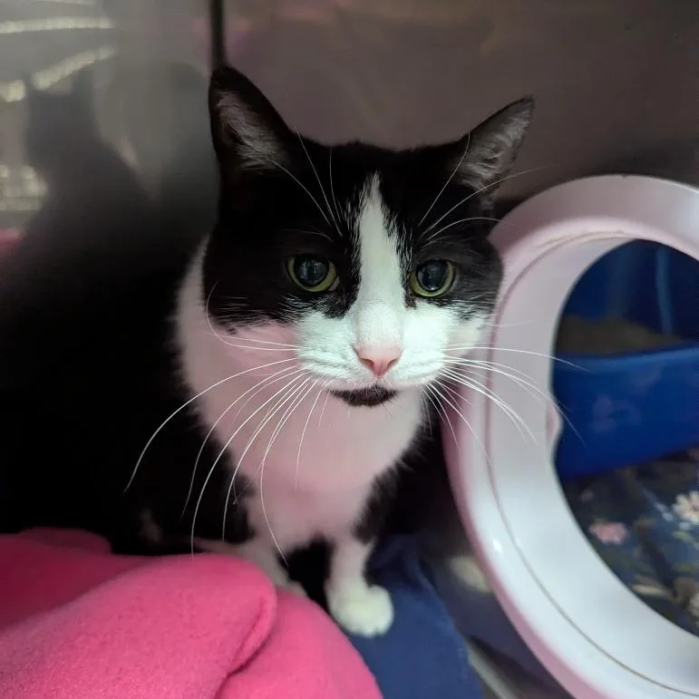 An adult medium-sized female Black & White / Tuxedo Domestic Short Hair cat named Pinky for adoption in Oconto, WI