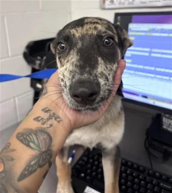A baby small-sized male Australian Cattle Dog / Blue Heeler dog named Cooper for adoption in San Bernardino, CA