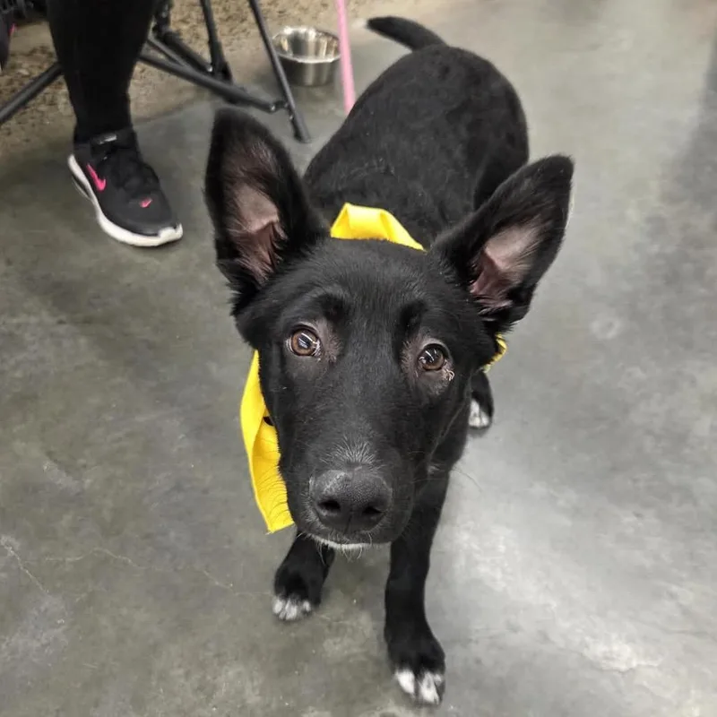 Broccoli thumbnail 3