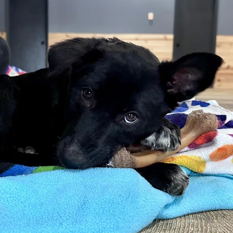 Broccoli thumbnail 4