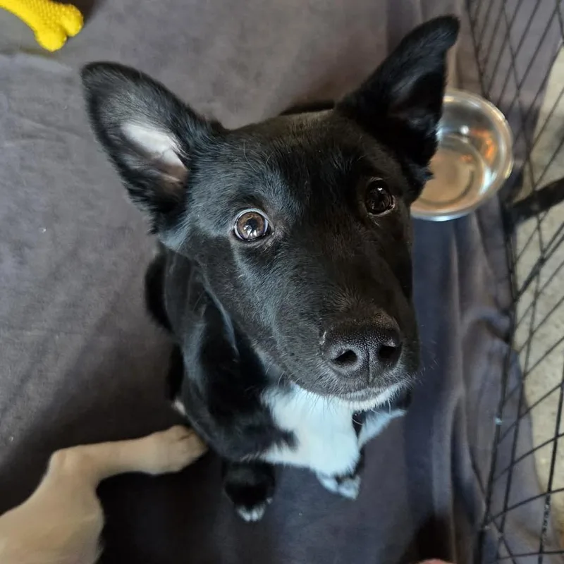 Broccoli thumbnail 6