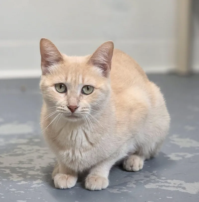 An adult medium-sized female Buff / Tan / Fawn Domestic Short Hair cat named Mama for adoption in Shelby, MI