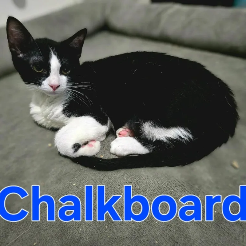 A baby small-sized male Black Domestic Short Hair cat named Chalkboard for adoption in Leander, TX