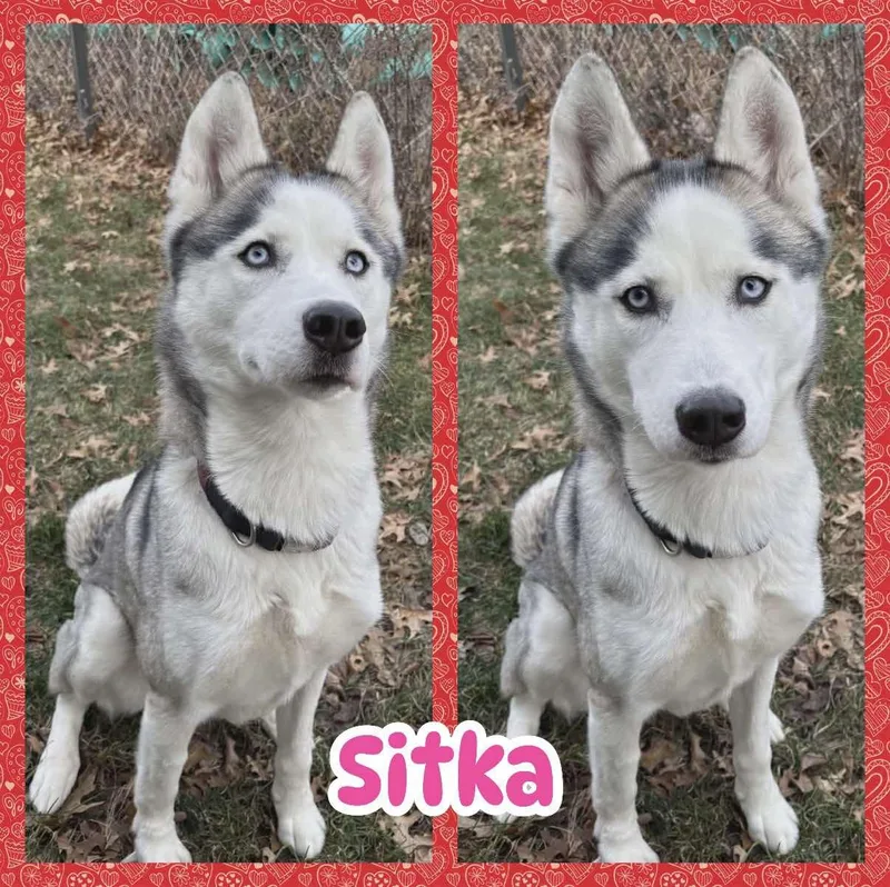Sitka