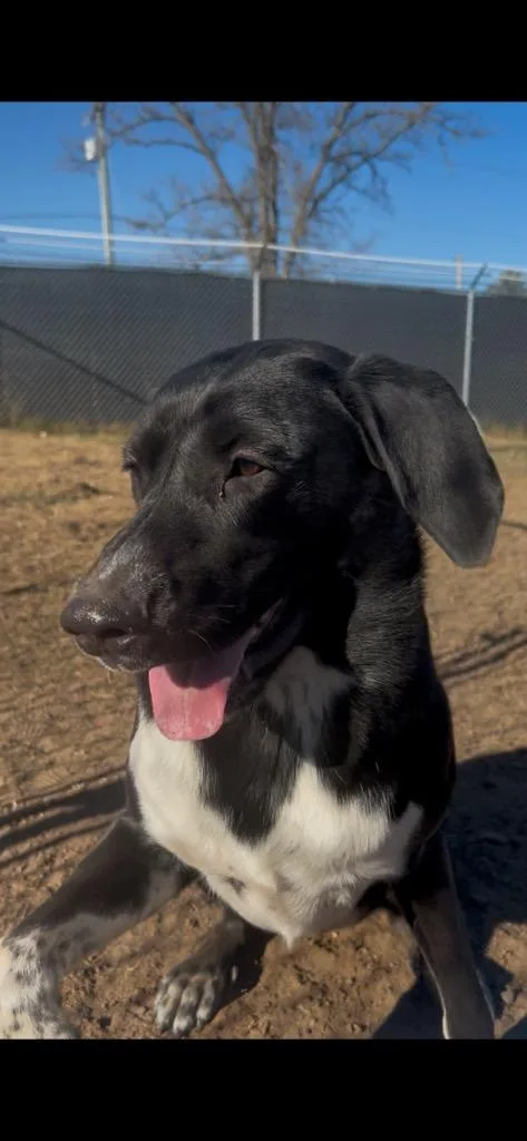 A young large-sized male Mixed Breed dog named Kody for adoption in Spooner, WI