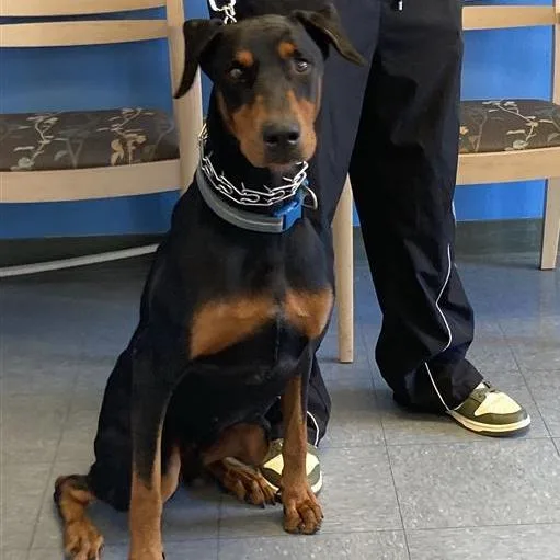 An adult large-sized male Black Doberman Pinscher dog named Enzo for adoption in Hawthorne, CA