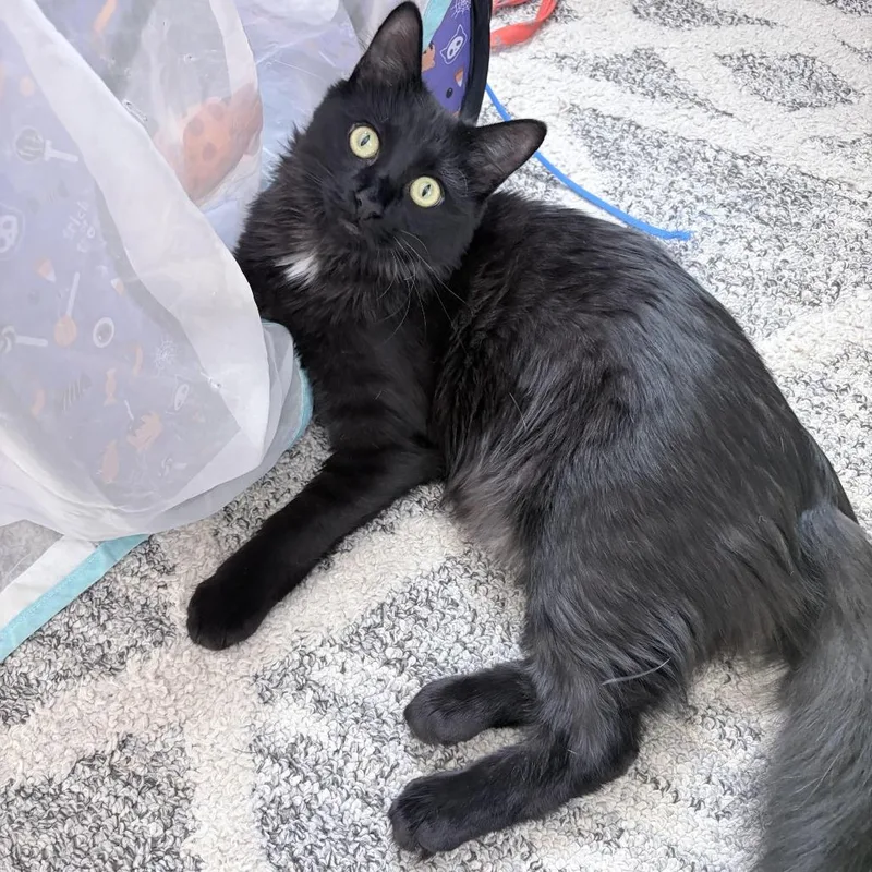 A young medium-sized male Black Domestic Medium Hair cat named Bear for adoption in Middle Village, NY