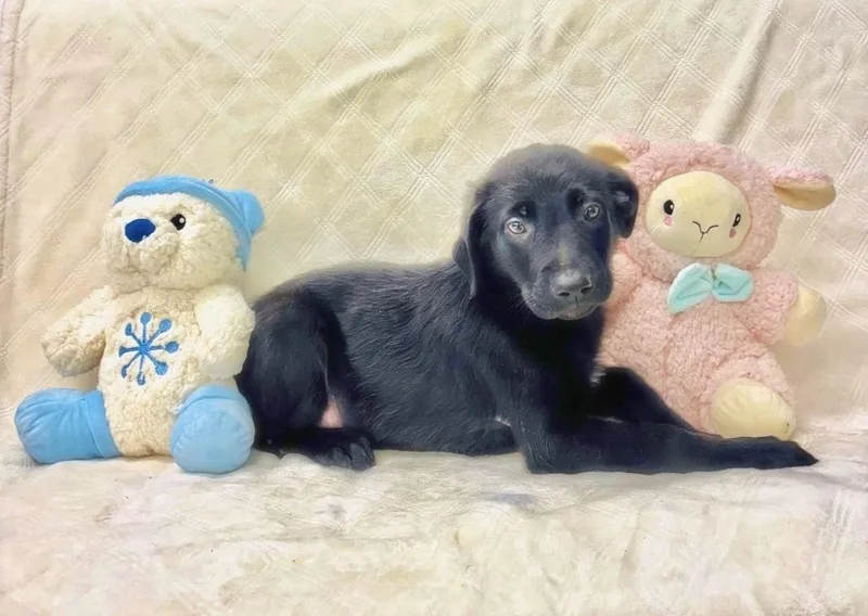 A young medium-sized male Black Belgian Shepherd / Malinois dog named Mounjaro for adoption in Miami, FL