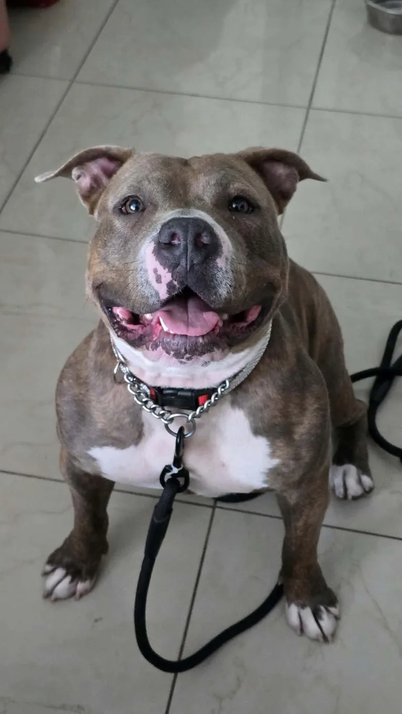 A young large-sized female American Staffordshire Terrier dog named Gabby for adoption in Phoenix, AZ