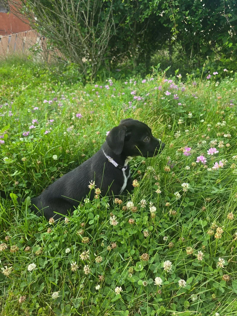 A baby medium-sized female Tricolor (Brown, Black, & White) Mixed Breed dog named Maisie for adoption in Riverdale, NJ