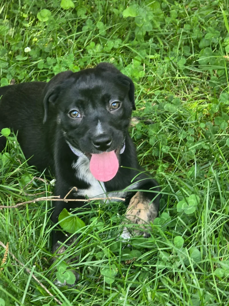 Maisie thumbnail 2