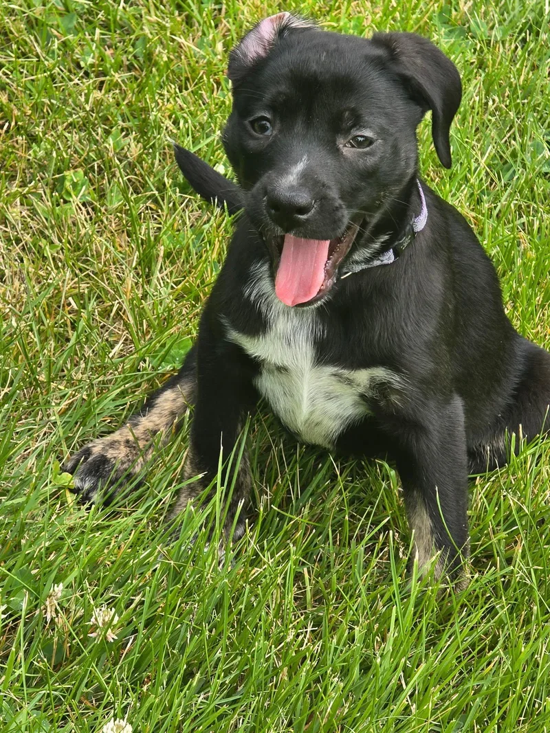 Maisie thumbnail 3