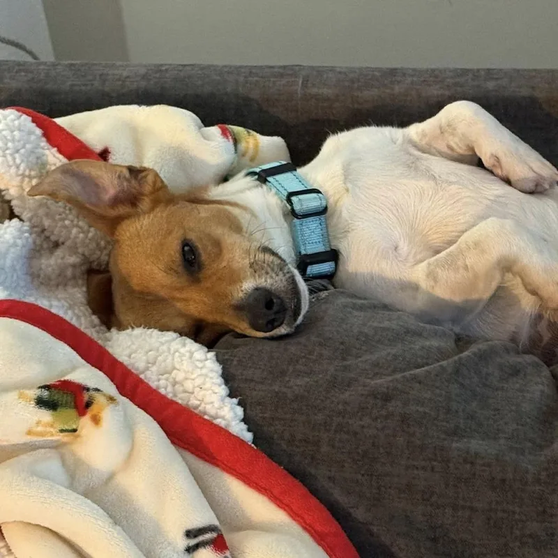 Little Britches thumbnail 2