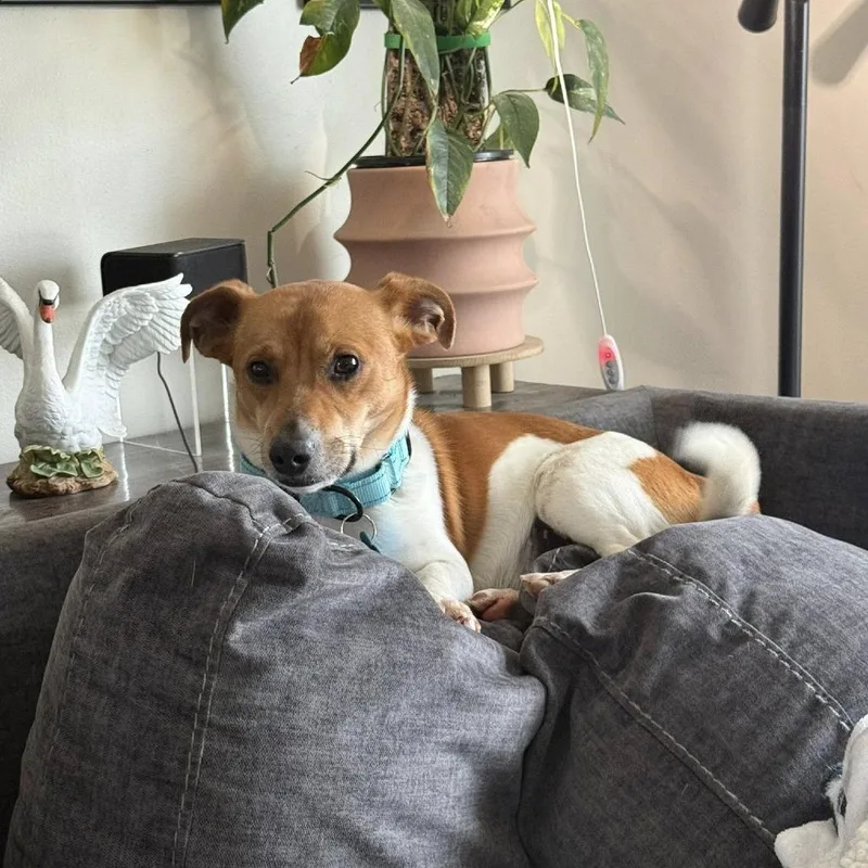 Little Britches thumbnail 3