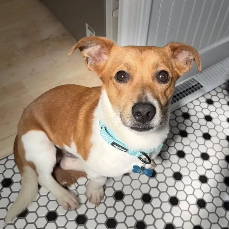 Little Britches thumbnail 4