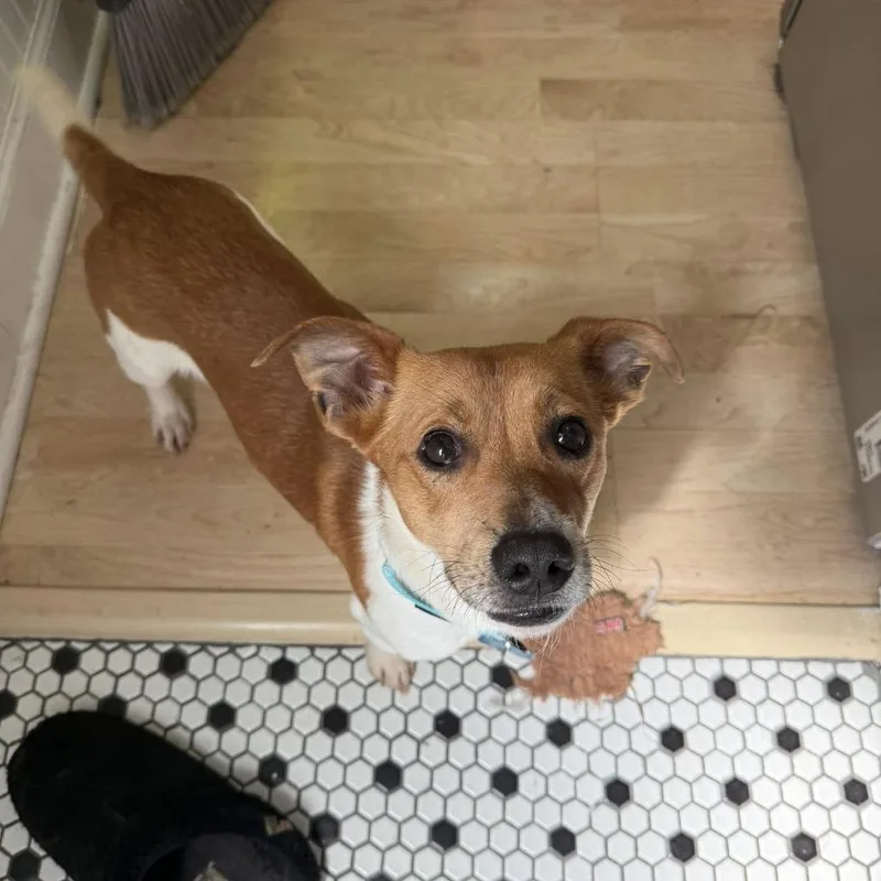 Little Britches thumbnail 5